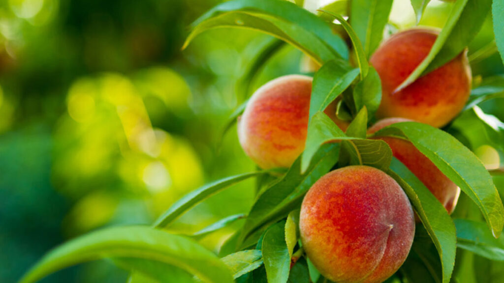 Close-up of ripe peaches growing on a tree, surrounded by green leaves with sunlight filtering through the branches.