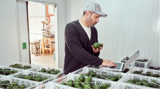 A man in a cap and sweater stands in a storage room, holding an avocado and typing on a laptop. Surrounded by crates of avocados on tables, he manages logistics—possibly coordinating a JEAR Logistics shipment.