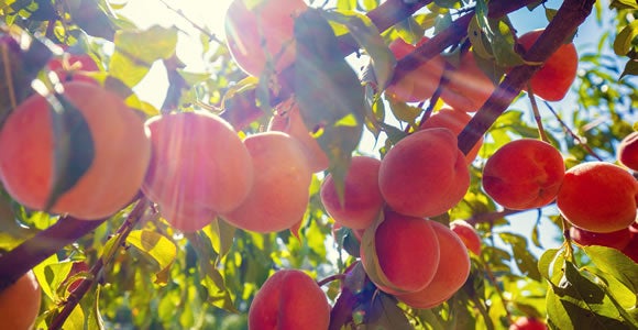 Ripe peaches hanging from tree branches in bright sunlight, with green leaves and sun rays streaming through the foliage.
