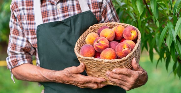A person wearing a plaid shirt and green apron holds a woven basket filled with ripe peaches outdoors, surrounded by green foliage.