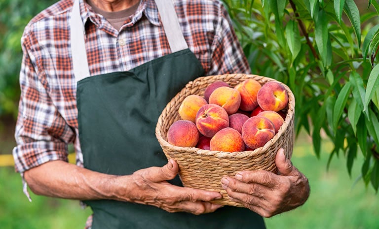 A person wearing a plaid shirt and dark apron holds a woven basket filled with ripe peaches, standing outdoors near green foliage—ready for temperature-controlled 3PL shipping by a full-service third-party logistics provider.