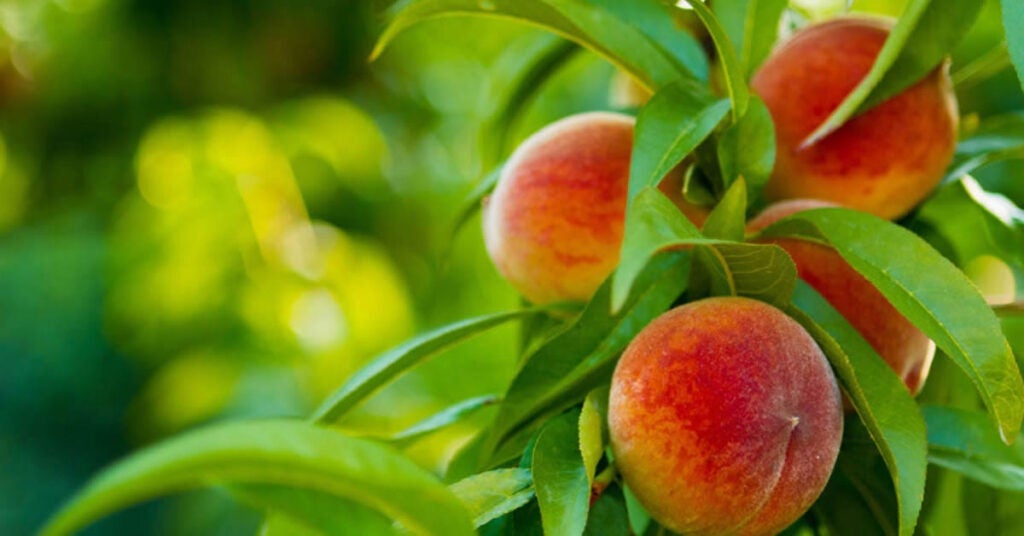 Close-up of ripe peaches growing on a tree, surrounded by green leaves with sunlight filtering through the branches.